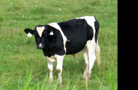 Cow wallpapers high quality