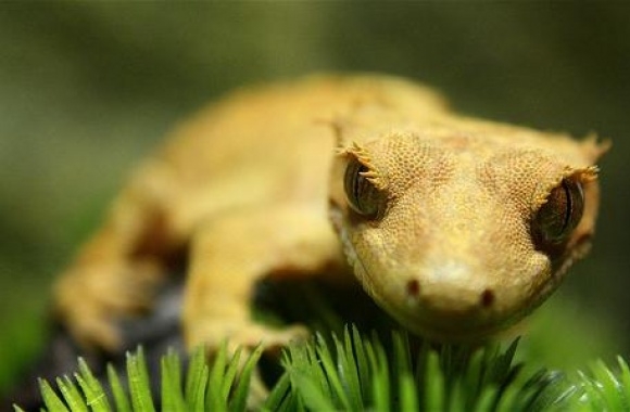 Crested Gecko wallpapers high quality