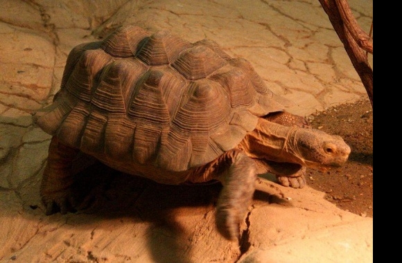 Desert Tortoise wallpapers high quality