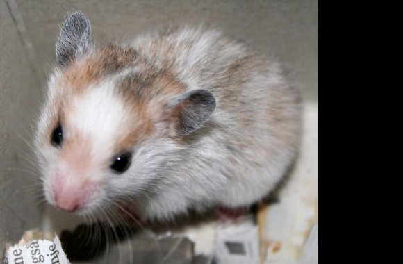 Dwarf Hamster wallpapers high quality