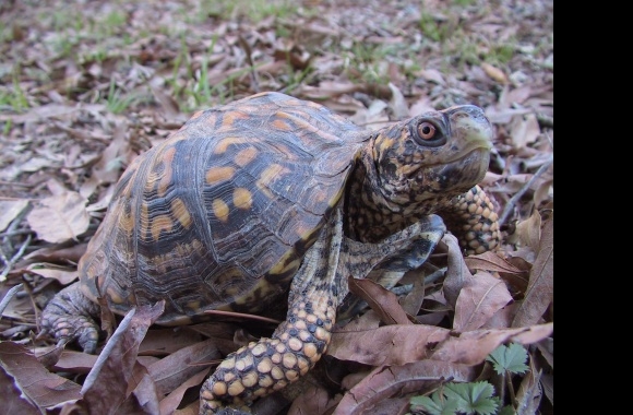 Eastern Box Turtle wallpapers high quality