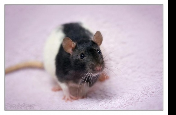 Fancy Rat wallpapers high quality