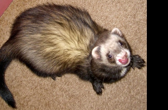 Ferret wallpapers high quality