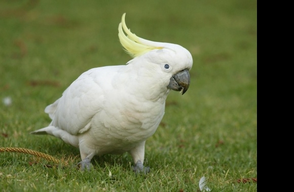 Goffins Cockatoo wallpapers high quality