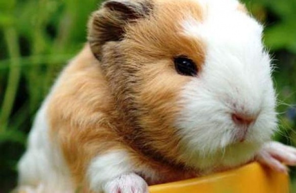 Guinea Pig wallpapers high quality
