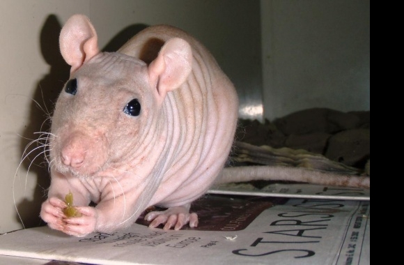 Hairless Rat wallpapers high quality
