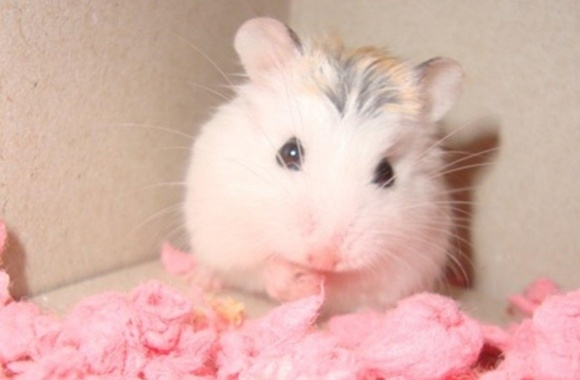 Hamster wallpapers high quality