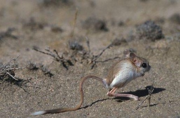 Lesser Jerboa wallpapers high quality