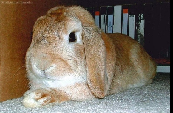 Mini Holland Lop (rabbit)