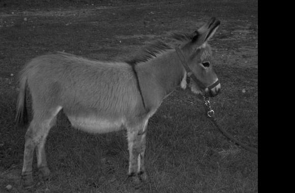 Miniature Donkey wallpapers high quality