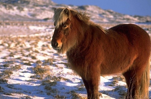 Miniature Horse wallpapers high quality