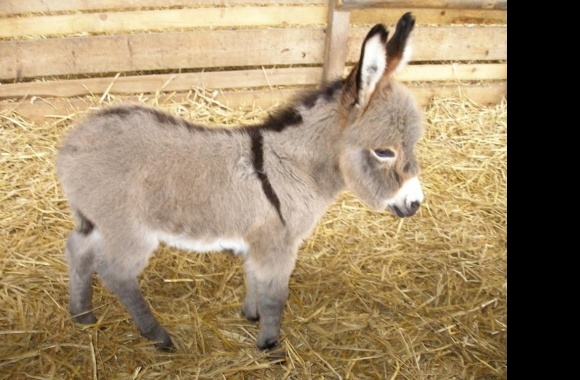 Miniature Mule