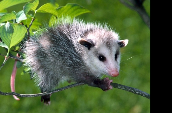 Opossum wallpapers high quality