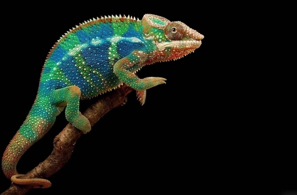 Panther Chameleon wallpapers high quality