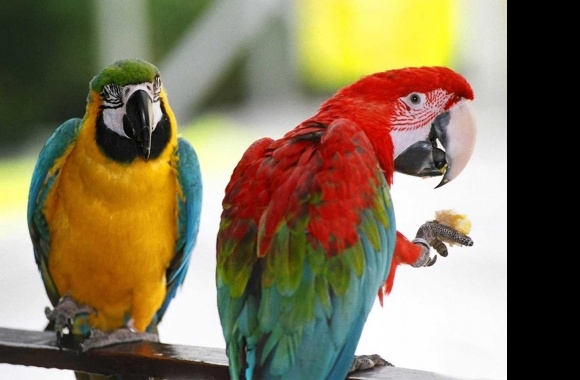 Parrot wallpapers high quality
