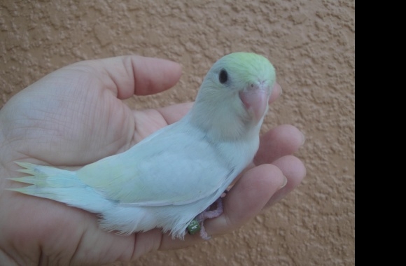 Parrotlet wallpapers high quality