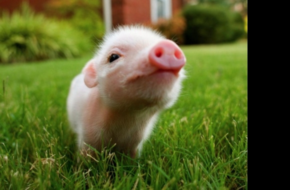 Pig wallpapers high quality