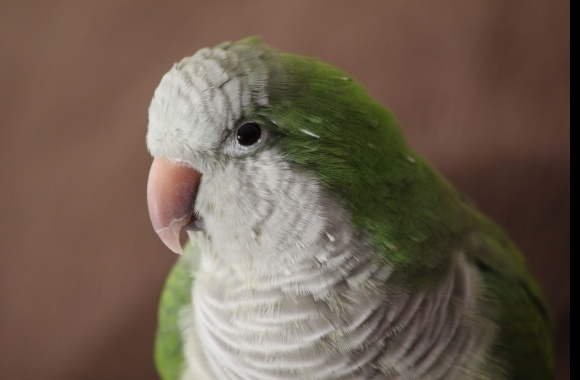 Quacker Parrot
