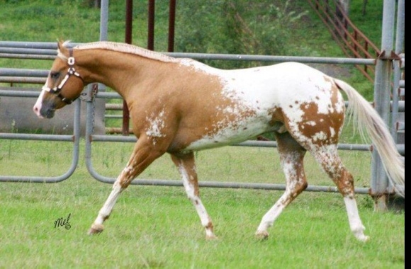 Quarter Horse X Appaloosa