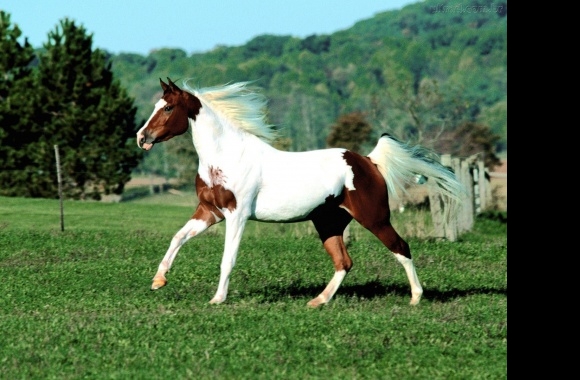 Quarter Horse X Paint