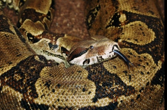 Red Tail Boa wallpapers high quality