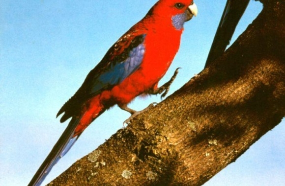 Rosella wallpapers high quality