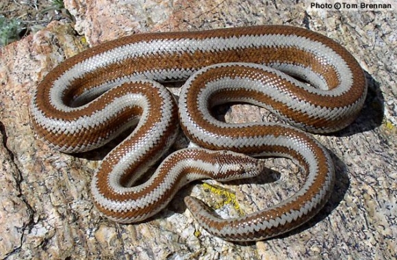 Rosy Boa wallpapers high quality