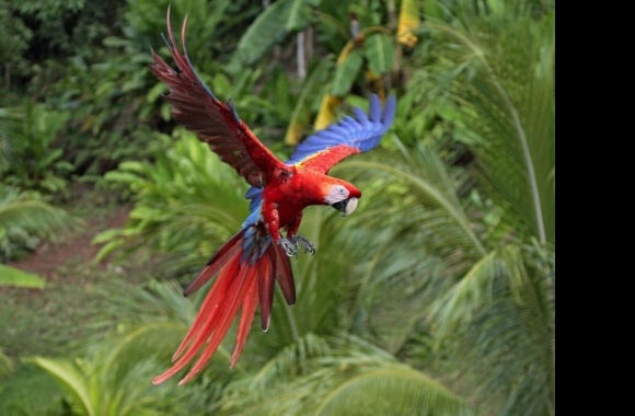 Scarlett Macaw wallpapers high quality