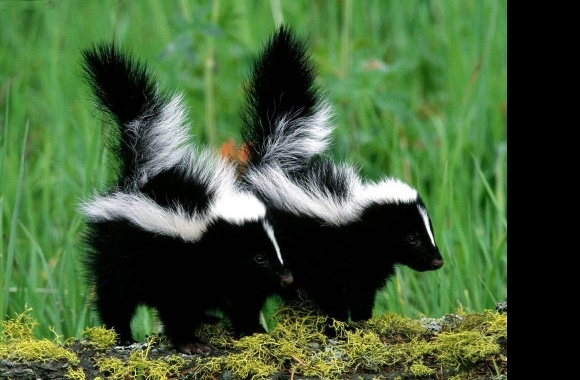 Skunk wallpapers high quality
