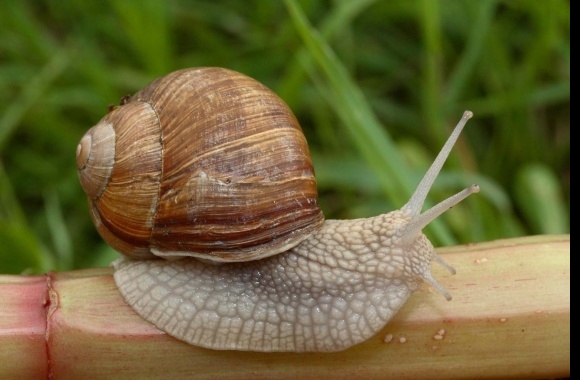 Snail wallpapers high quality