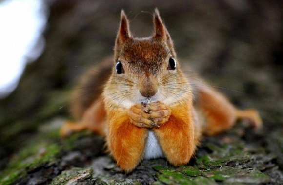 Squirrel wallpapers high quality