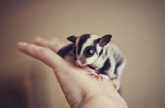 Sugar Glider wallpapers high quality