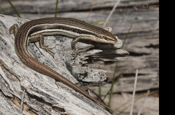 Three Lined Skink wallpapers high quality