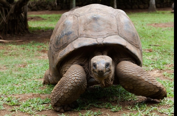 Tortoise wallpapers high quality