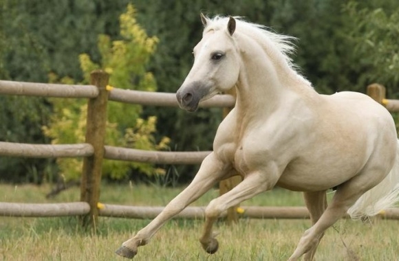 Welsh Pony wallpapers high quality