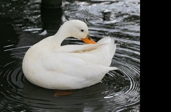 White Ducks wallpapers high quality