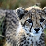 Cheetah free download