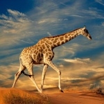 Giraffe hd pics