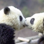 Pandas image