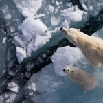 Polar Bears hd photos