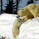 Polar Bears funny