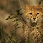 Cheetah hd photos