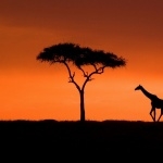 Giraffe photos