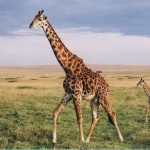 Giraffe images