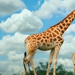 Giraffe hd wallpaper