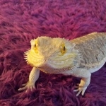 Bearded Dragon free wallpapers