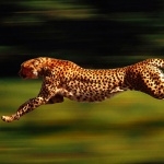 Cheetah images