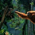 Orangutan free wallpapers