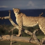 Cheetah download wallpaper