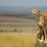 Cheetah full hd